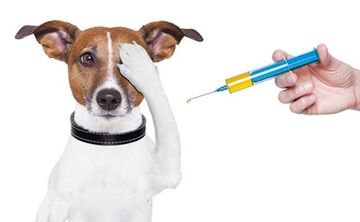 За якими адресами завтра вакцинуватимуть тварин