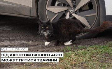 Під капотом вашого авто можуть грітися тварини