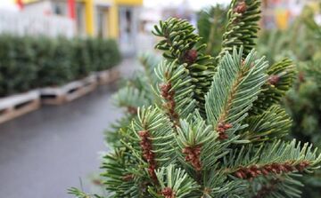 Де можна буде придбати ялинку?