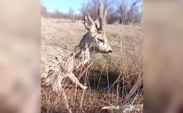 Рибоохоронці врятували молодого оленя