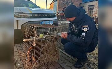 Патрульні допомогли повернутися додому єноту-втікачу