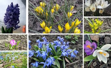 У Кукобівці відбувся фоточелендж «Первоцвіти у фотографіях»