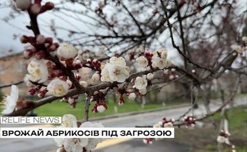 Врожай абрикосів — під загрозою