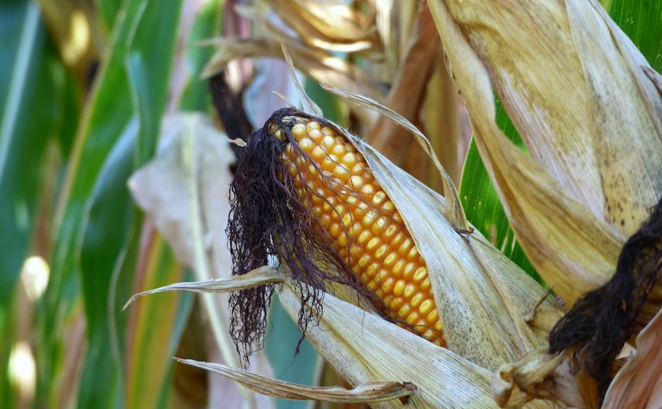 На Полтавщині лишилися необмолоченими 20 тисяч гектарів кукурудзи