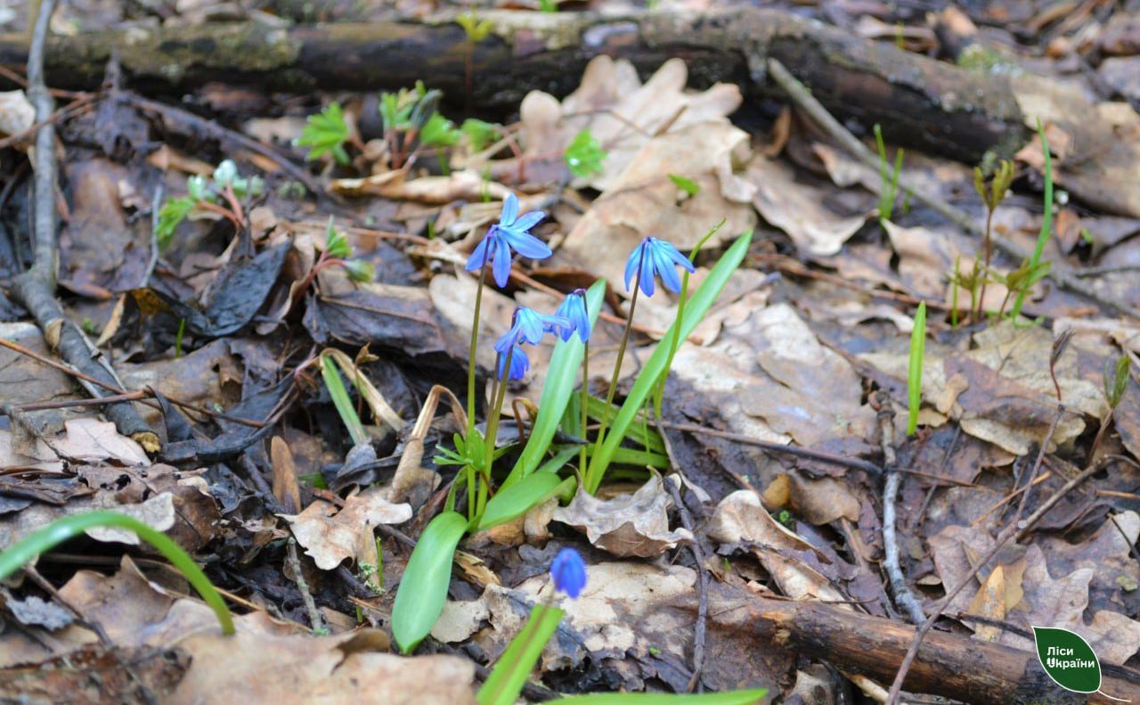 У лісах на Полтавщині починають квітнути проліски