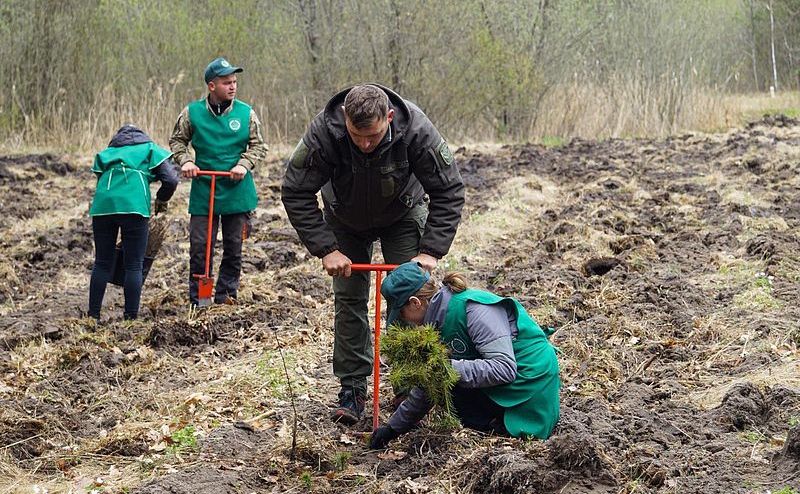 На Полтавщині саджають ліс — зроблено половину від запланованого