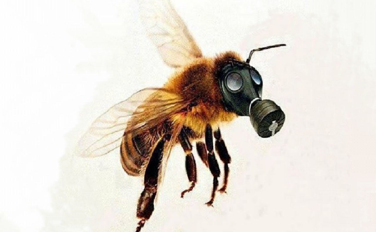 До уваги бджолярів: у Шамраївці обробляють ріпак