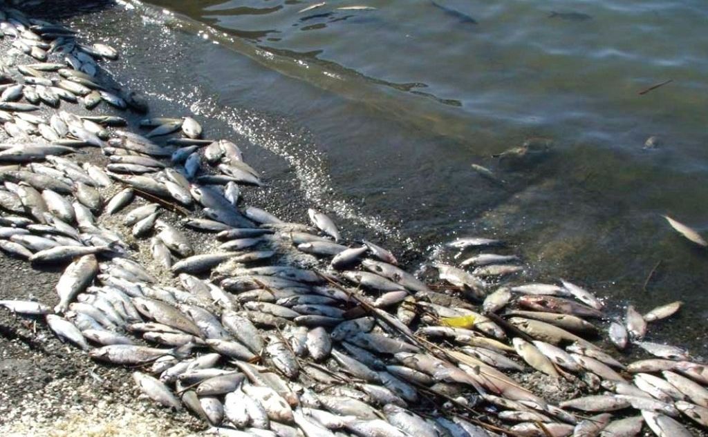 У МОЗ попередили про загрозу зараження ботулізмом через масовий мор риби