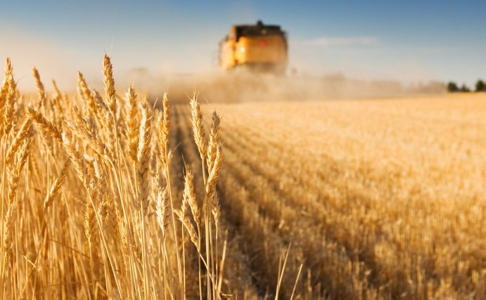 Аграрії Полтавщини обмолотили 15% площ ранніх зернових - Решетилівщина.UA