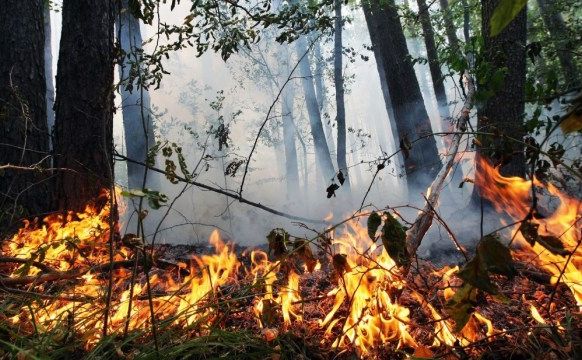 До 25 серпня на Полтавщині триватиме надзвичайний рівень пожежної небезпеки