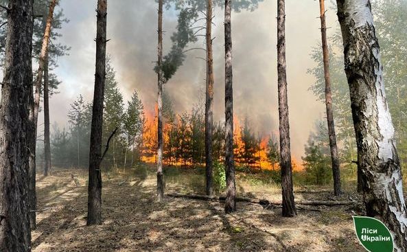 На Полтавщині лісівники врятували 45 га лісового масиву від вогню