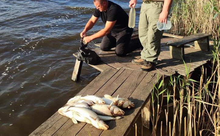 На Троянівському водосховищі зафіксували мор риби та раків