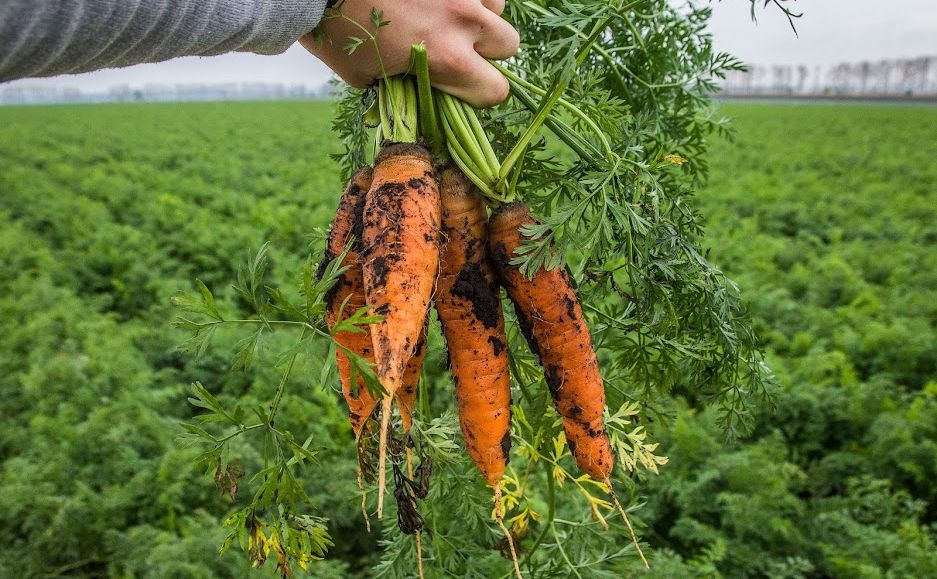 В Україні суттєво подешевшала морква
