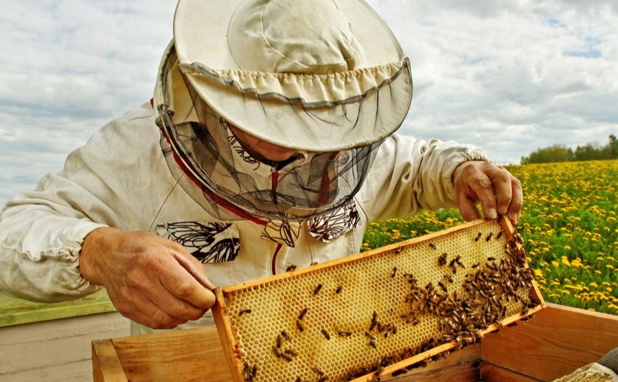 Військові на Полтавщині зможуть отримати професію бджоляра