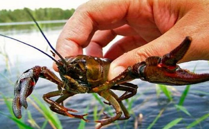 На Полтавщині скасували заборону на вилов раків