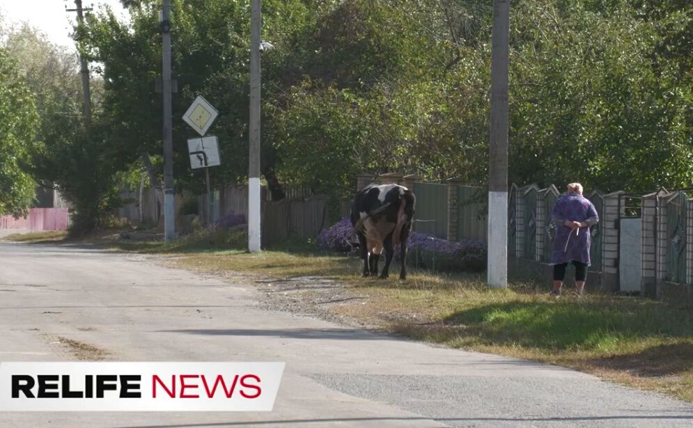 У Решетилівській громаді від сказу померло теля