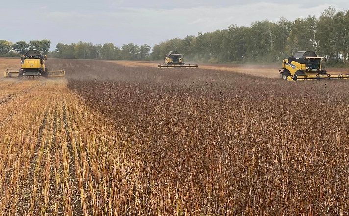Аграрії збирають рекордний врожай гречки