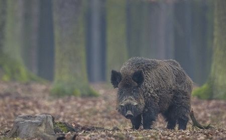 Мисливське господарство й чотири села Опішнянської громади потрапили до карантинної зони