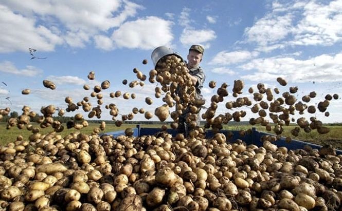 Фермери зібрали 29 млн тонн овочів