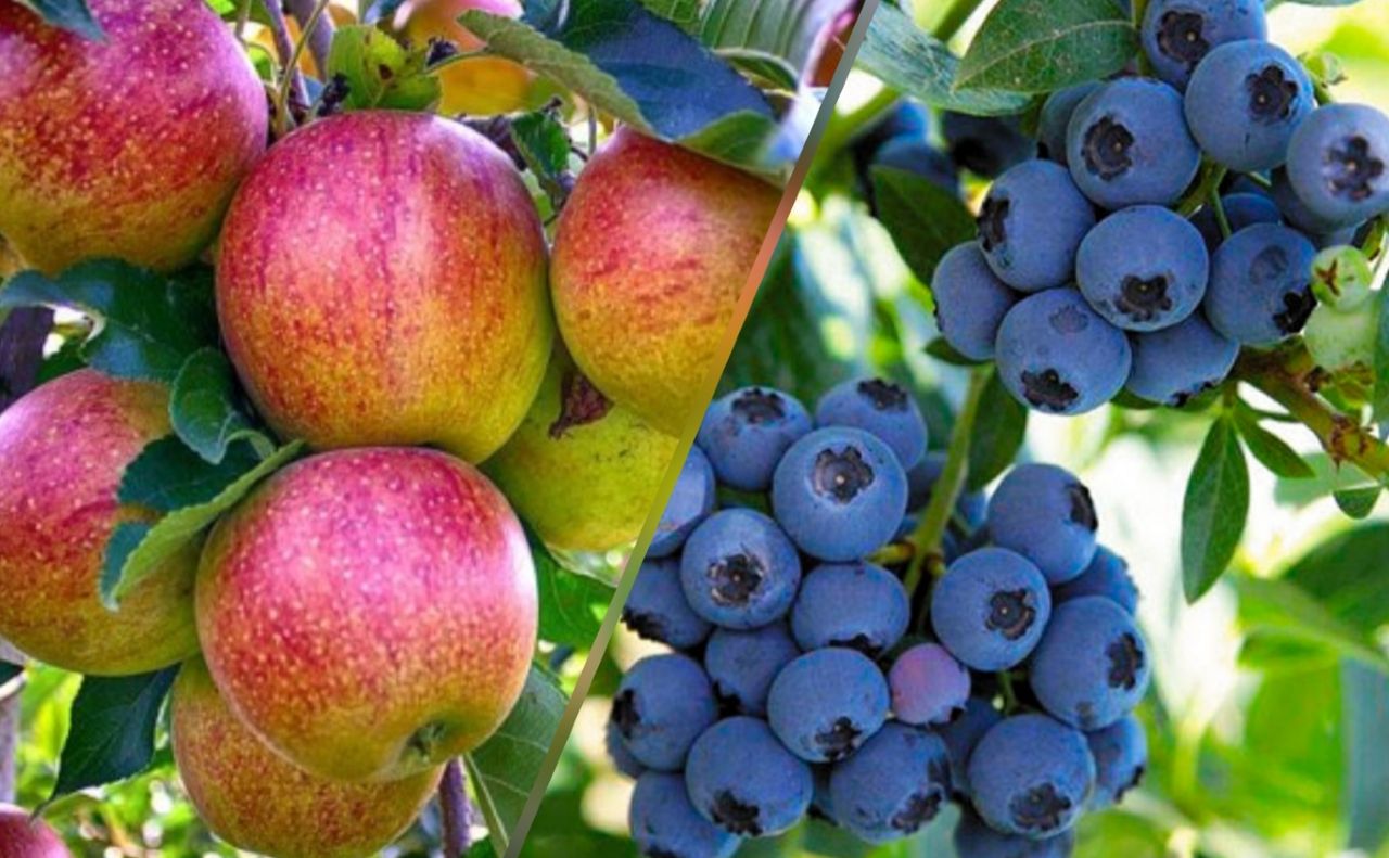 Українські господарства найбільше беруть гранти на вирощування лохини та яблук