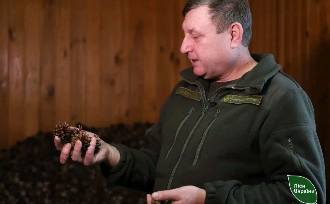 Лісівники показали процес заготівлі шишки для майбутнього насіння