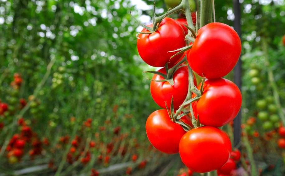 В Україні дорожчають тепличні помідори