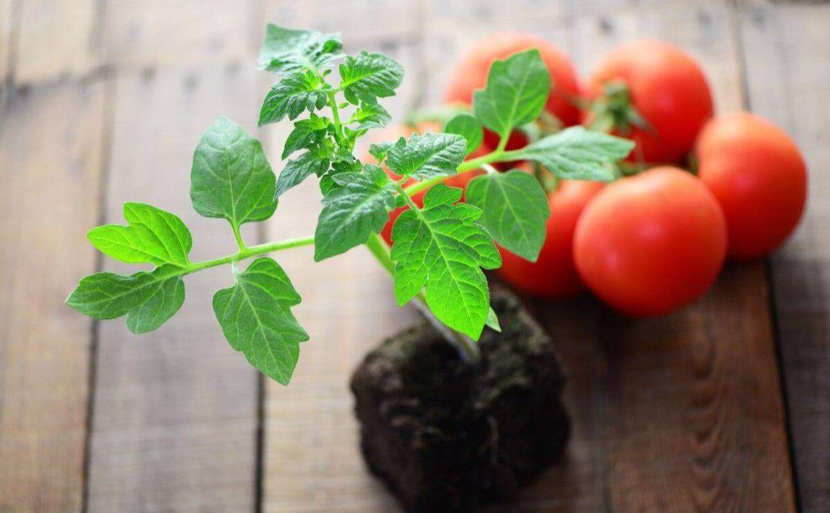 Сіємо помідори на розсаду: поради городникам