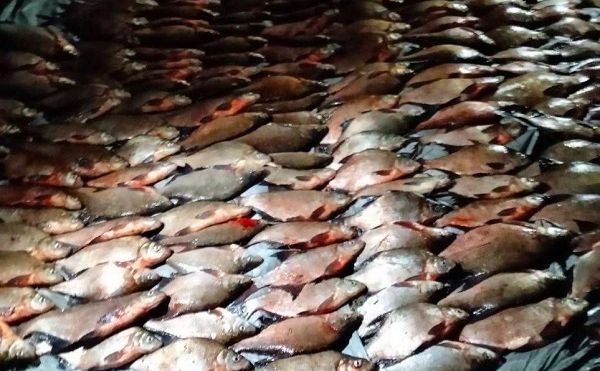 Набраконьєрили майже на 3 мільйони гривень