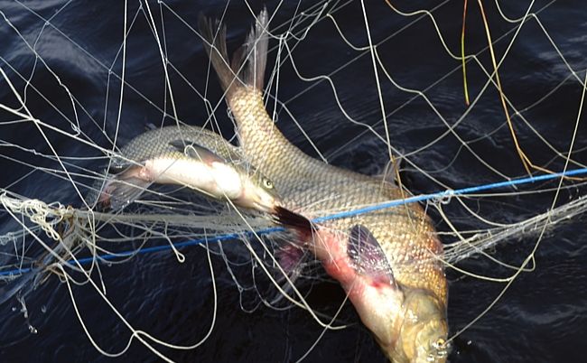 На Кам’янському водосховищі браконьєри наловили сітками 21 кілограм риби