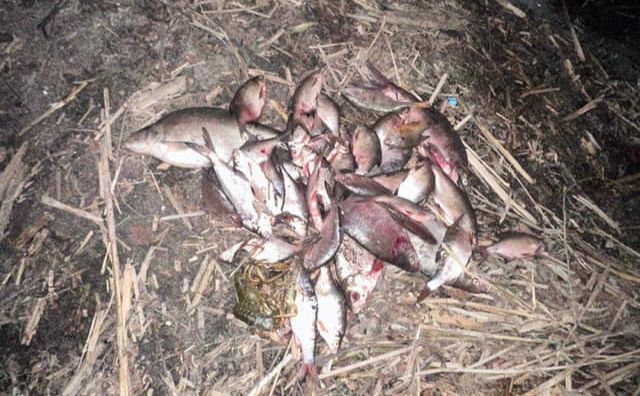 У Кременчуцьких плавнях браконьєр наловив риби на майже 300 тисяч гривень