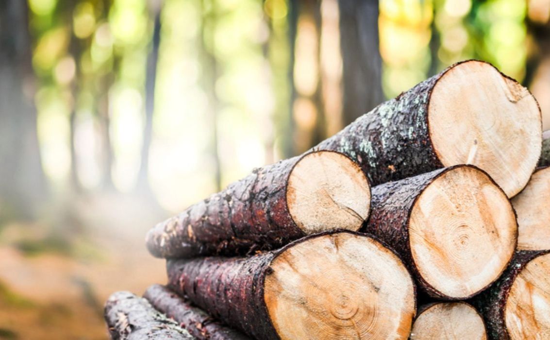 Слобожанський лісовий офіс реалізував понад 272 тисячі кубів дров