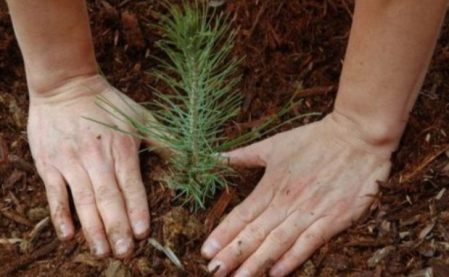 У Решетилівській громаді триває лісокультурна кампанія