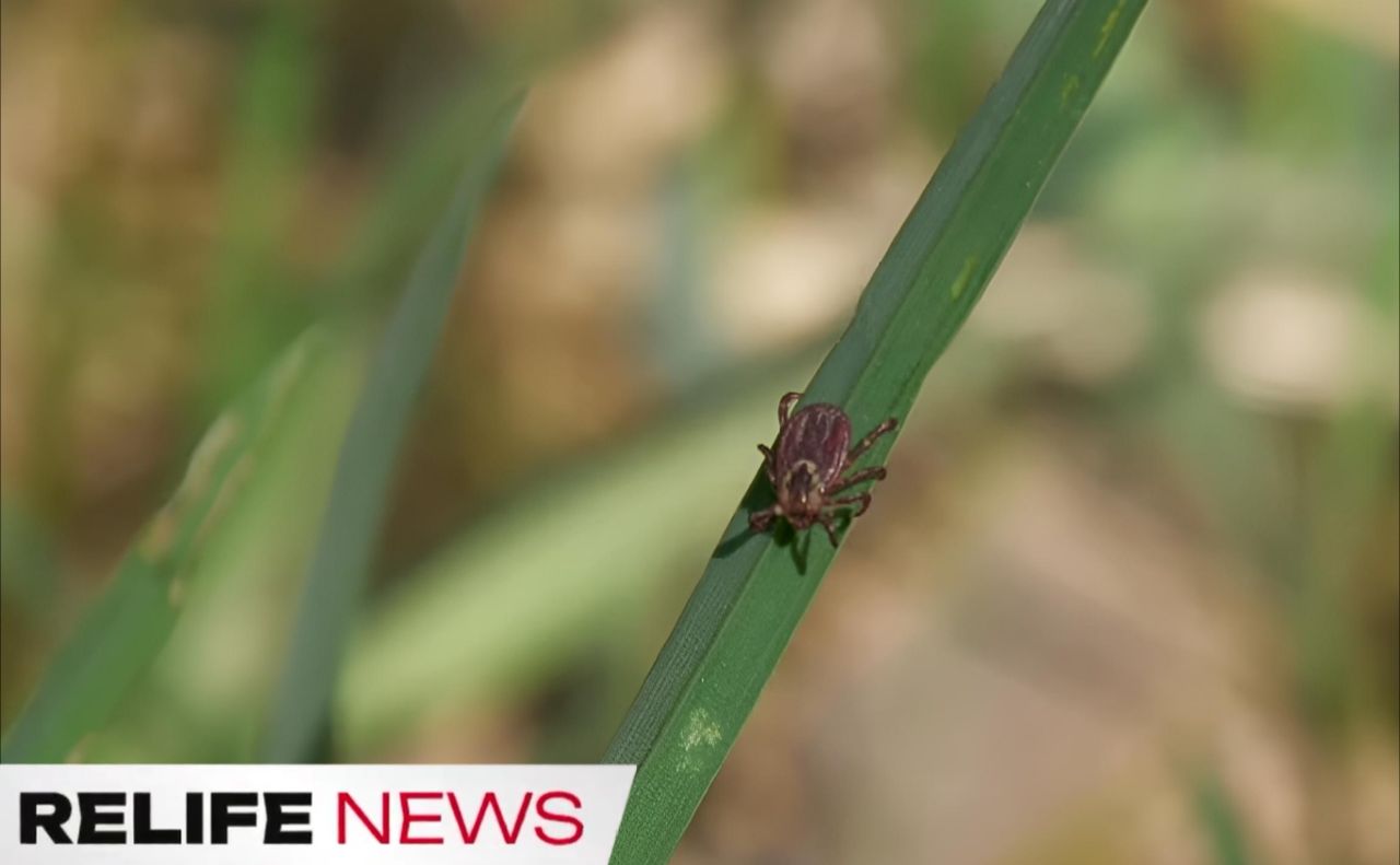 Нашестя комах: кліщі атакують Полтавщину