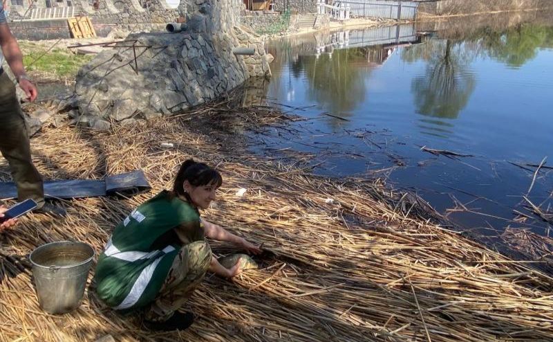 У Кам’янське водосховище випустили 5,5 тонн риби