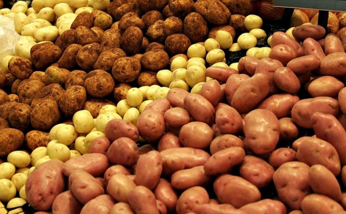 На українському ринку подешевшала картопля
