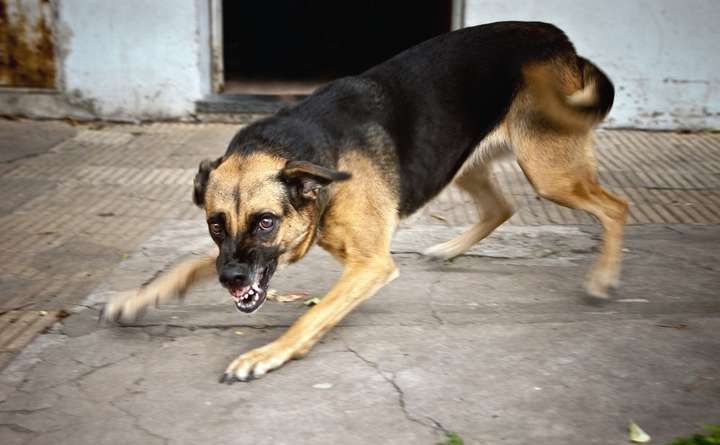 У Кобеляцькій громаді виявили хворого на сказ собаку