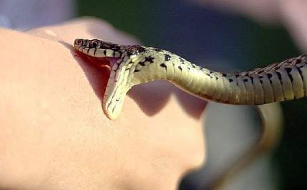 За два місяці змії покусали п’ятьох мешканців Полтавщини