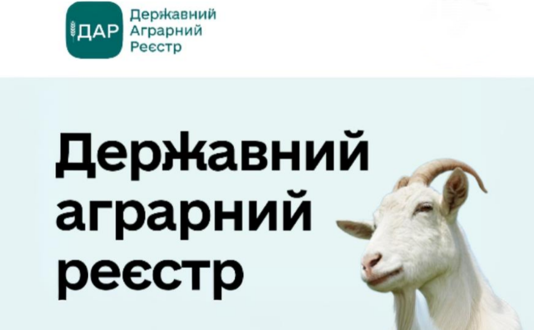 Власники корів, кіз та овець можуть подавати заявки на допомогу
