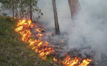 У лісах Полтавщини — найвищий рівень пожежної небезпеки