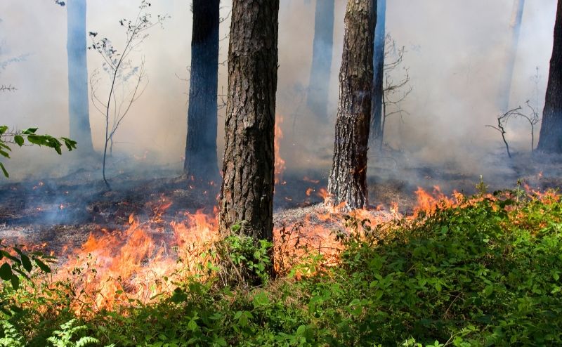 На Полтавщині зберігається найвищий рівень пожежної небезпеки