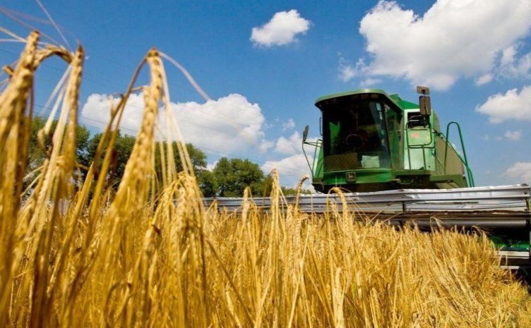 В Україні зібрали половину зернових — цьогоріч врожай очікують на рівні 27 млн тонн