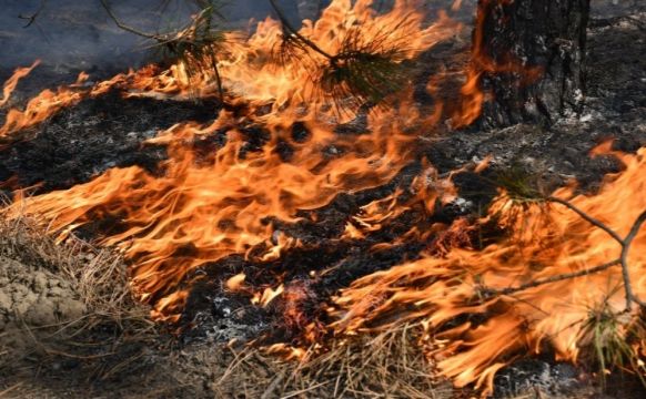 На Полтавщині оголошено надзвичайний рівень пожежної небезпеки