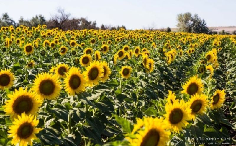 Україна — лідер з виробництва і експорту сільськогосподарської продукції