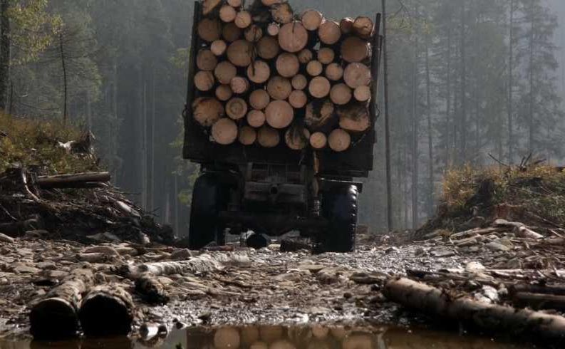 Від 3 400 до 170 тисяч штрафу: в Україні посилили відповідальність за незаконне вирубування деревини