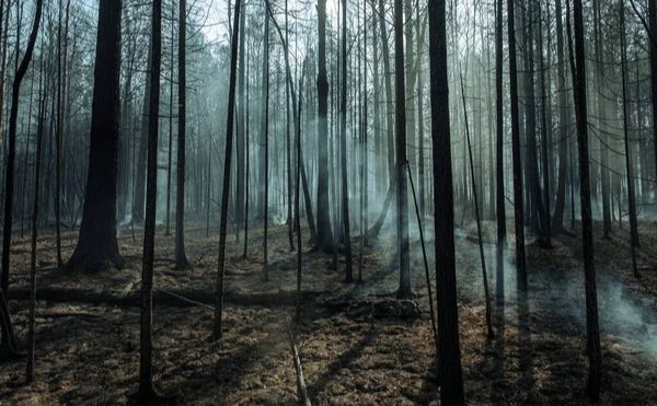 Майже 5 мільйонів гривень — за спалений ліс