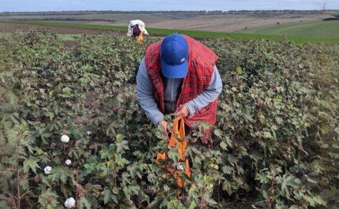 В Україні завершують збір першого врожаю бавовника