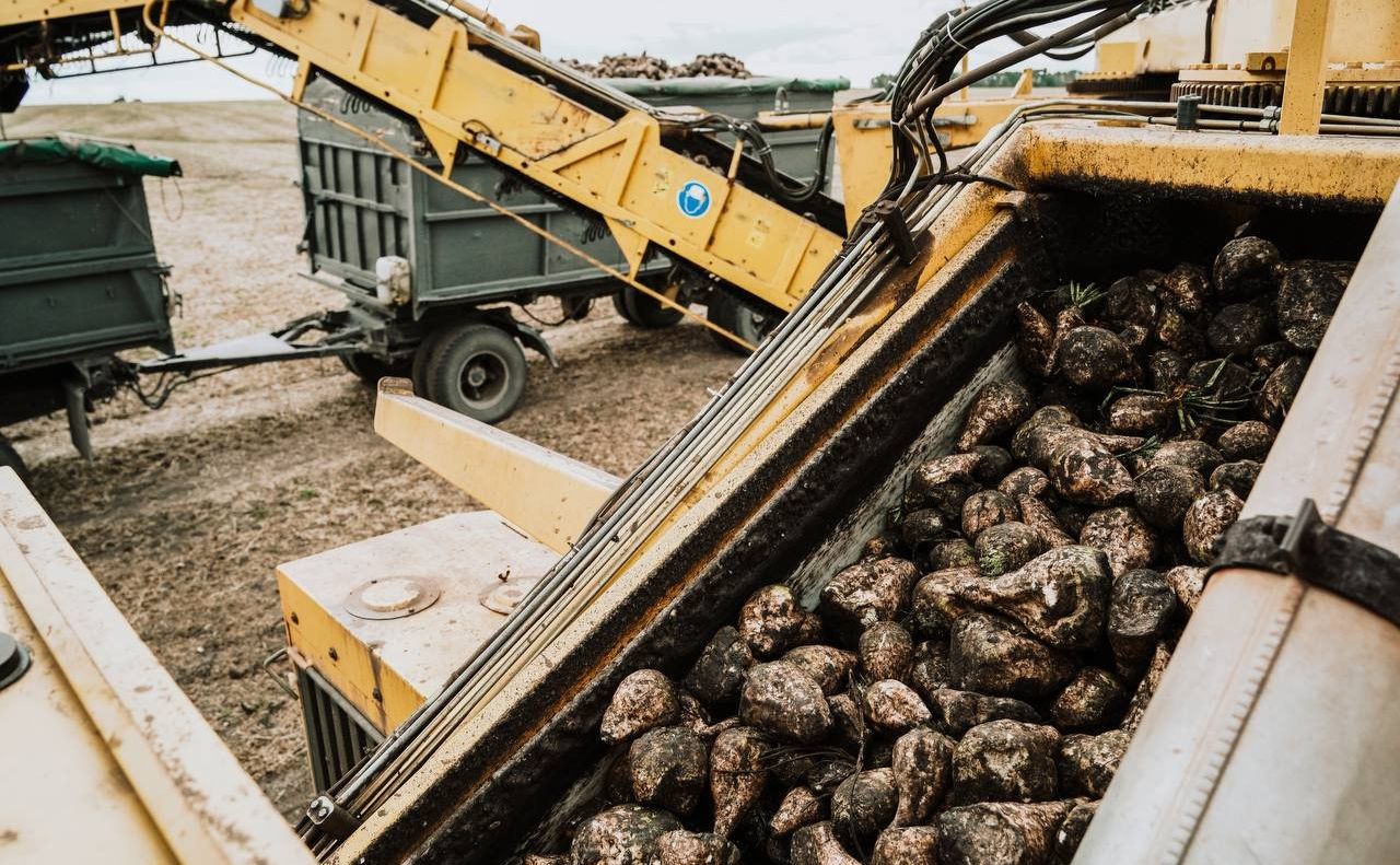 На Полтавщині зібрали майже 900 тисяч тонн цукрового буряку