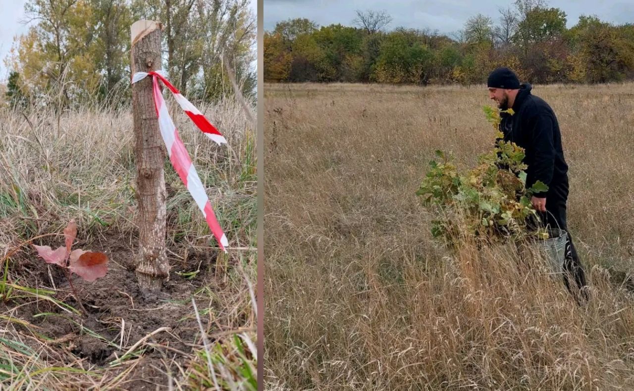 На Полтавщині продовжують висаджувати дуби Шевченка — Решетилівка долучилася однією з перших