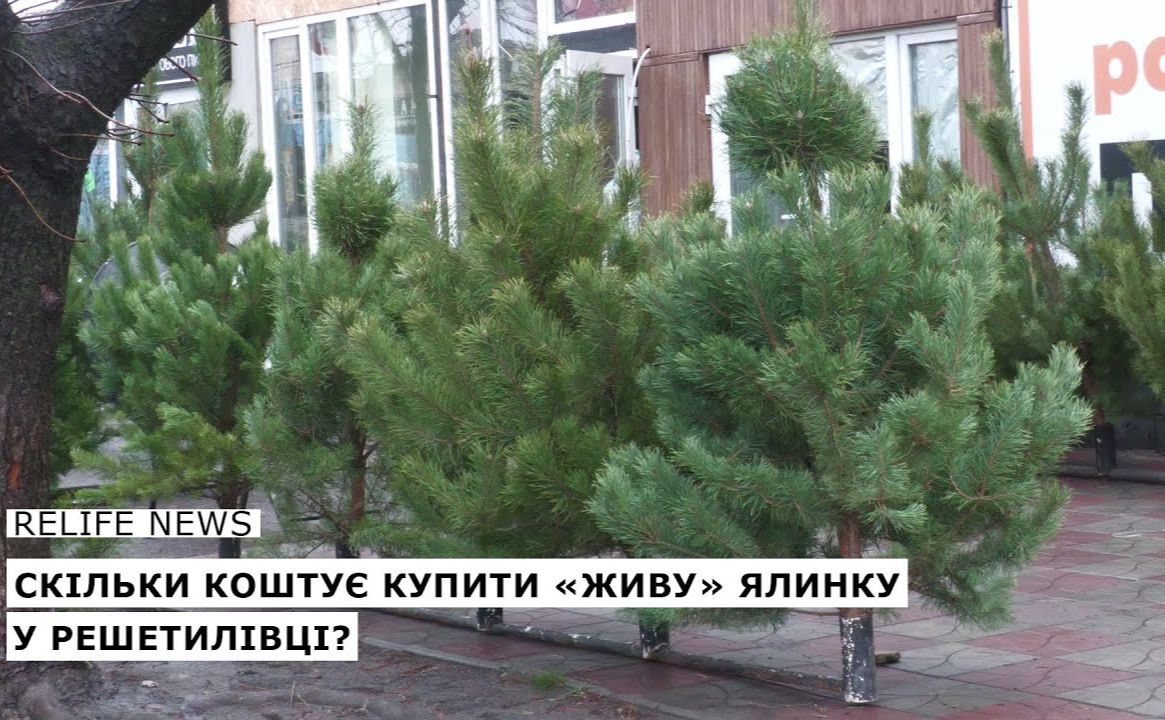 Скільки коштує купити «живу» ялинку у Решетилівці?