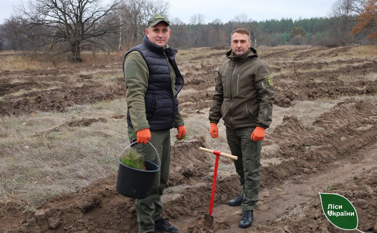 У філіях Слобожанського лісового офісу висаджено понад 11,9 мільйона сіянців деревних порід